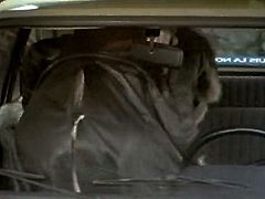 This spoiled wench loves the fact that her lover's dick is pretthy thick; it turns her on to give him a blowjob right in his car. Check out this hot sex video now and I'm pretty sure you will appreciate her cock sucking skills.