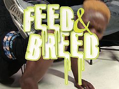 Feed and Breed Volume #1