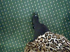 high heels